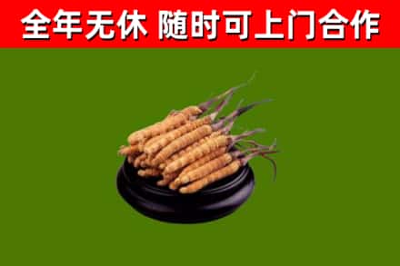泰来回收冬虫夏草