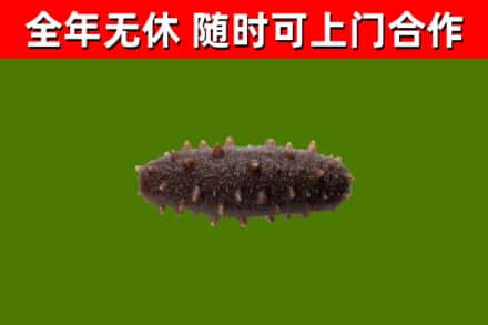 泰来回收海参干